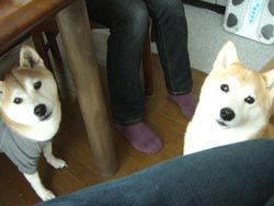 20081121_1.jpg