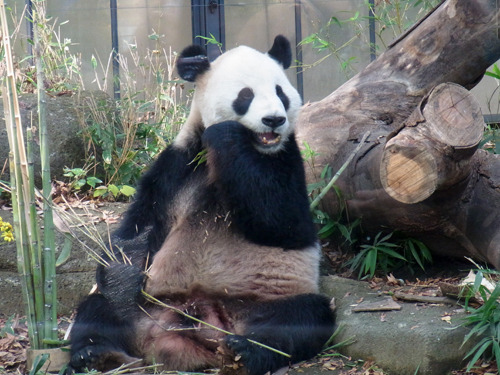 20111129_panda.jpg