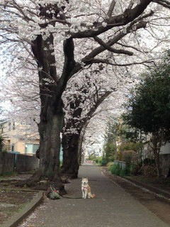 20130326_1.jpg