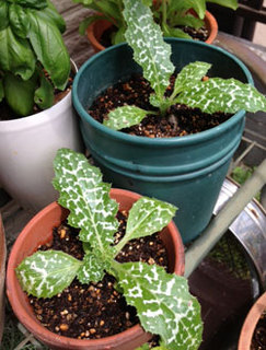 20130601_1.jpg