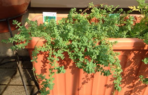20130815_2.jpg