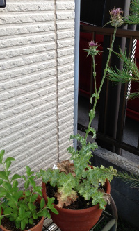 20140627_1.jpg