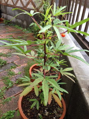 20140810_3.jpg
