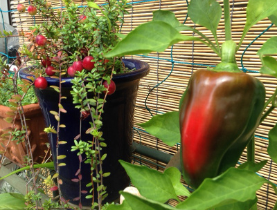 20140915_1.jpg