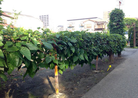 20150521_12.jpg