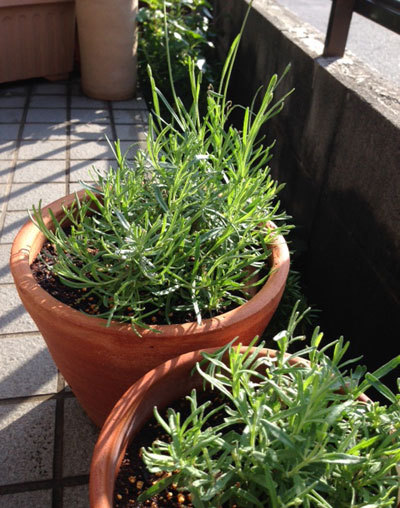 20150522_2.jpg