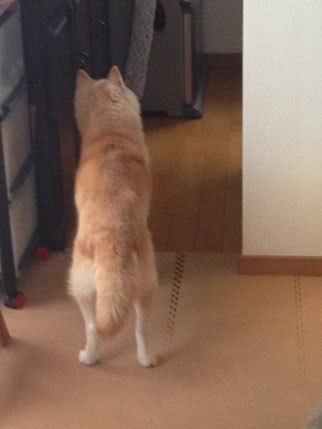 20150718_2.jpg