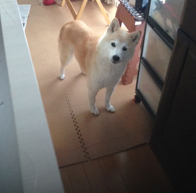 20150718_4.jpg