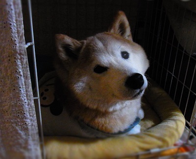 20151126_3.jpg