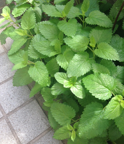 20160418_8.jpg