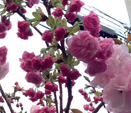 20180405_8.jpg