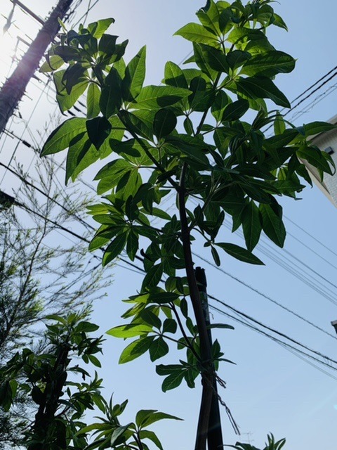2FC549A5-19E0-4404-9484-C4862719F5A6.jpeg