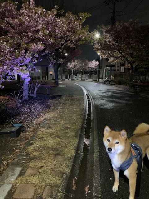 3FA68054-96DC-4FB0-ADD4-5AF211B06C9C.jpeg