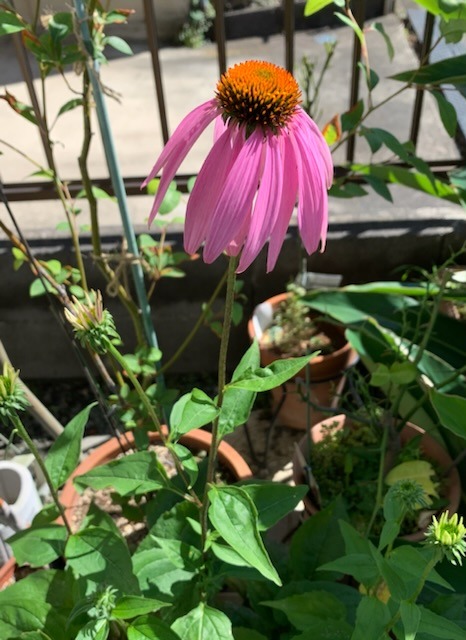 C75E50F1-F2BC-4A77-BE27-C579B8118D8D.jpeg
